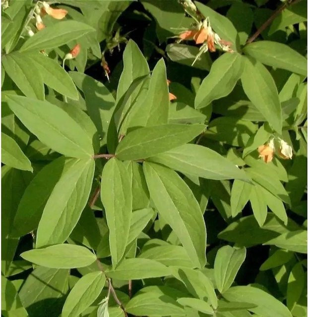 Lathyrus gmelinii Platterbse gelb grün als mehrjährige Kletterpflanze und Gartenstaude von Nr-01.de - Bild 1