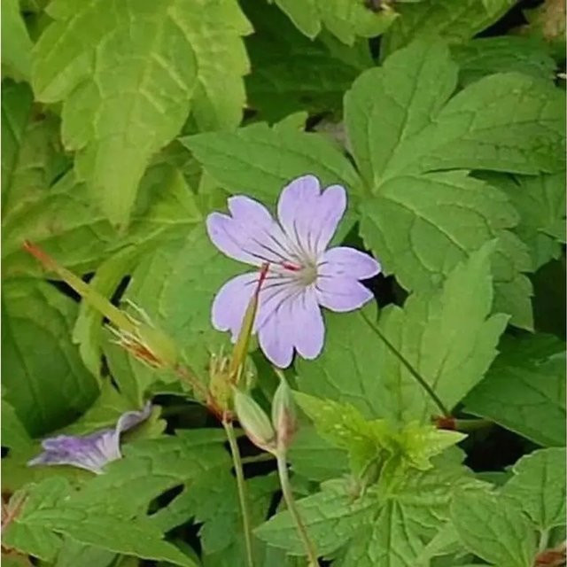Knotiger Schatten Storchschnabel Simon Geranium nodosum als mehrjährige Beetpflanze für Steingärten und Gehölzränder - Bild 1
