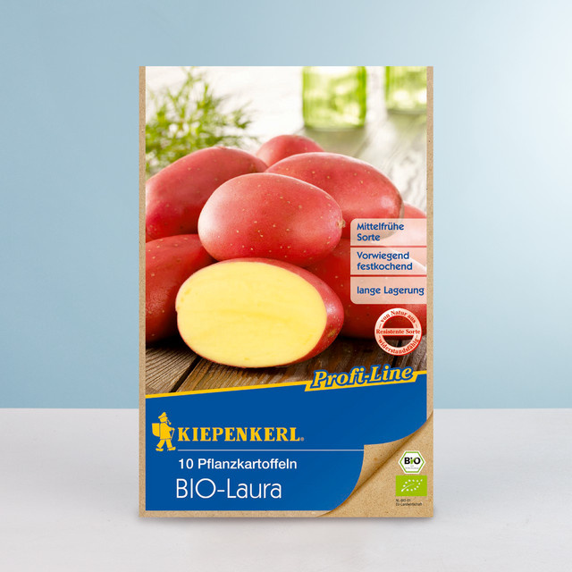 BIO Pflanzkartoffeln Laura Knollen 10 Stück von BLUME2000 - Bild 1