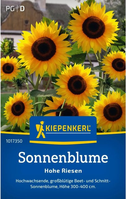 Kiepenkerl Sonnenblume Helianthus annuus als hohe Riesenpflanze für den Garten - Bild 1