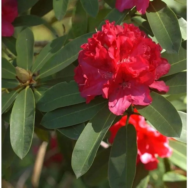 Großblumiger Rhododendron Wilgen Ruby Alpenrose in Rot von Die Nr-01.de - Bild 1