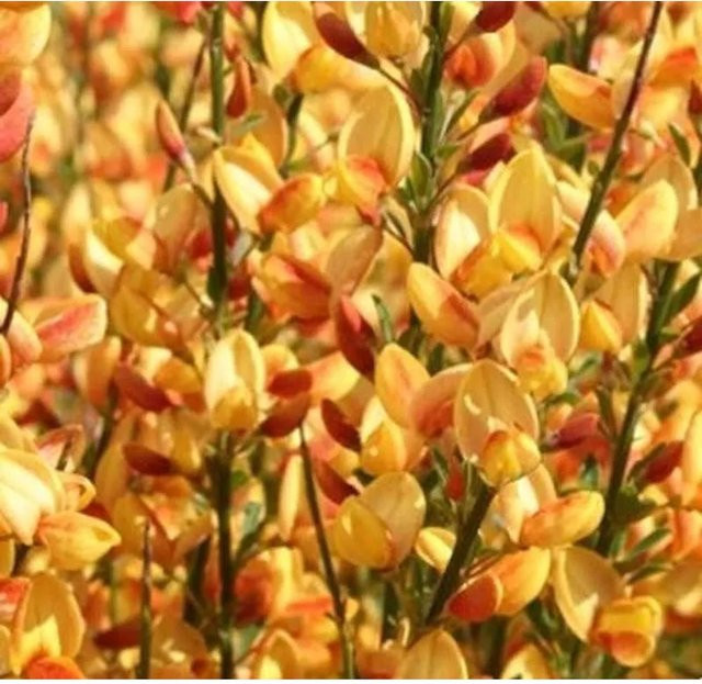 Edelginster Apricot Gem Cytisus scoparius in Apricot, Zierstrauch für deinen Garten, Höhe: 40-60 cm - Bild 1