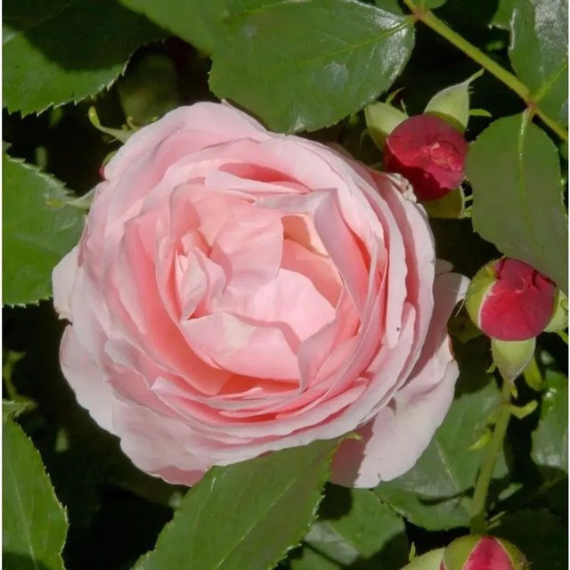 Delbard Kletterrose Billet Doux in Pink - Bild 1