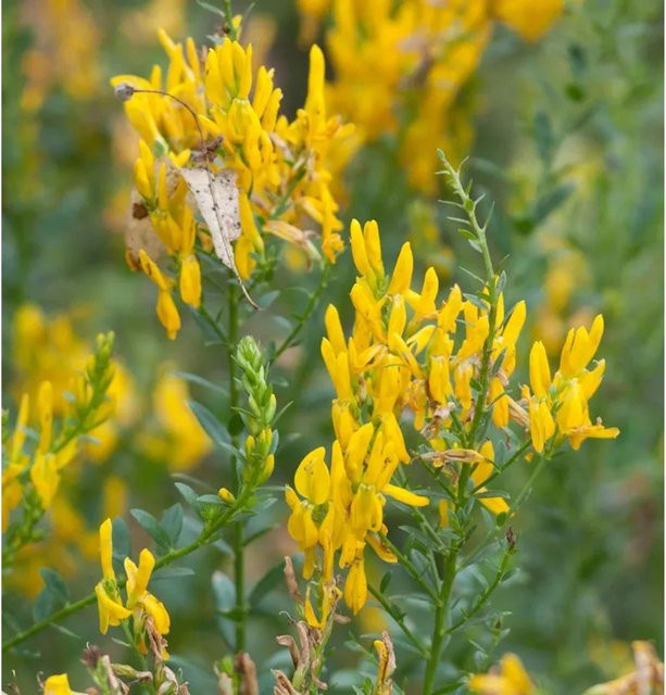 Färberginster Genista tinctoria Humifusa gelb, Höhe: 20-30 cm - Bild 1
