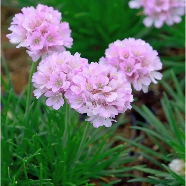 Grasnelke Armeria caespitosa in Pink als mehrjährige Pflanze im Topf für den Steingarten - Bild 1