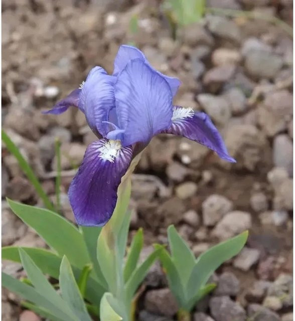 Zwergschwertlilie Tinkerbell Iris barbata in Lila als mehrjährige Beetpflanze für Steingärten von Nr-01.de - Bild 1