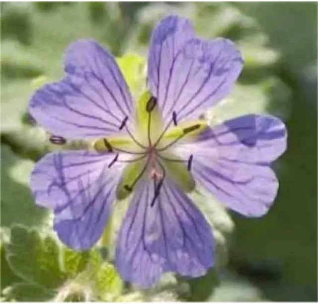 Geranium renardii Kaukasus Storchschnabel von Nr-01.de als winterharte Staude für Staudenbeete und Gehölzränder - Bild 1
