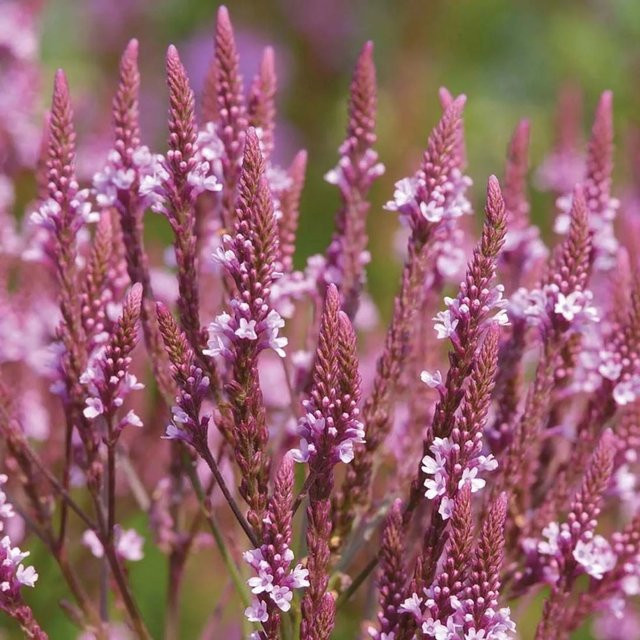 6er Set Arborix Eisenkraut Pink Spires Verbena hastata Schmetterlingspflanze, Farbe: Pink, Topfgröße: 9 cm - Bild 1