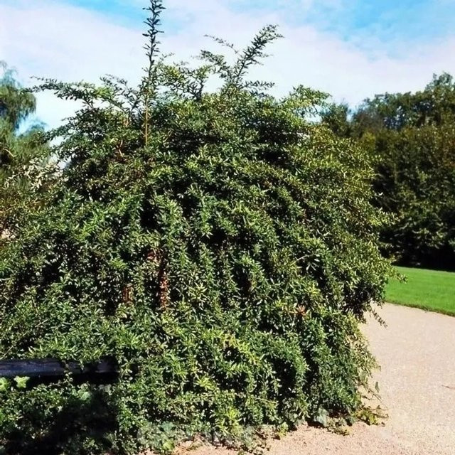 Lanzen Berberitze Berberis hybrido Heckenpflanze in Grün und Gelb, Höhe: 40-50 cm - Bild 1