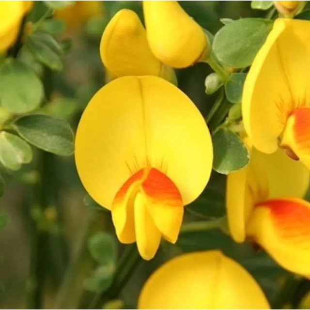 Edelginster Andreanus Splenders Cytisus scoparius gelb, Höhe: 40-60 cm - Bild 1