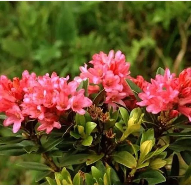 Japanische Azalee Little Red Rhododendron obtusum Zwerg Alpenrose in Rot von Nr-01.de - Bild 1