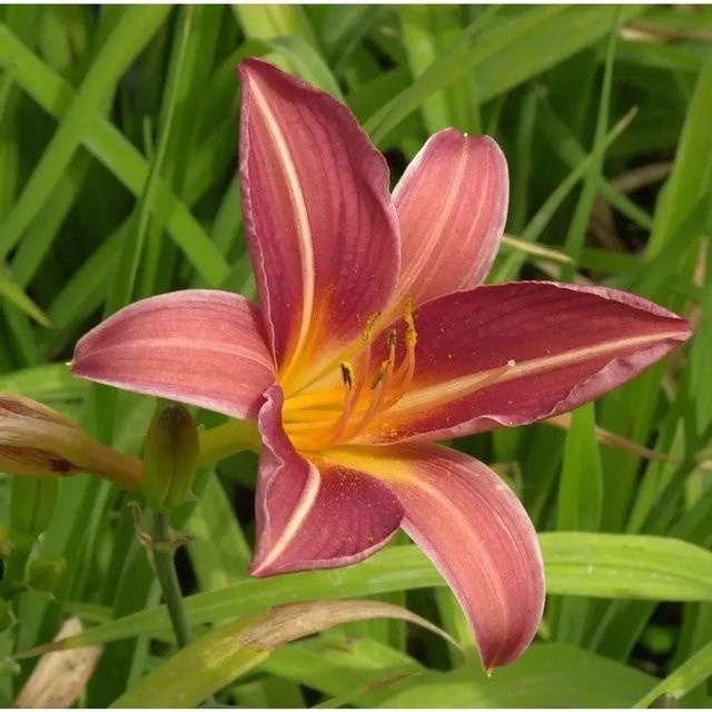 Taglilie Frances Fay Hemerocallis als mehrjährige Beetpflanze für den Garten - Bild 1