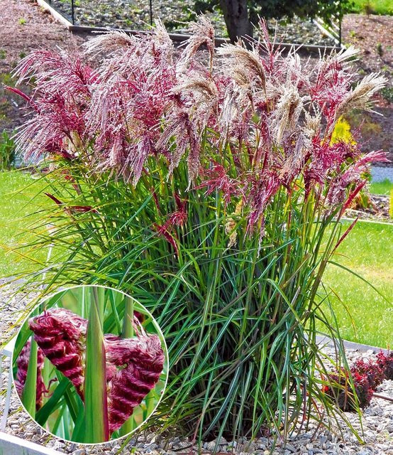 Miscanthus Boucle Ziergras - Bild 1