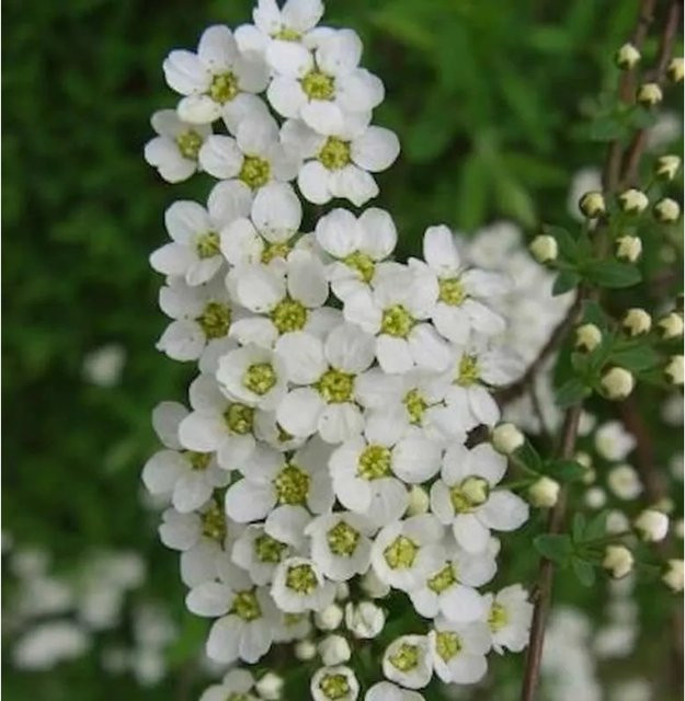 Spiraea arguta Brautspiere als weiße Heckenpflanze für deinen Garten - Bild 1