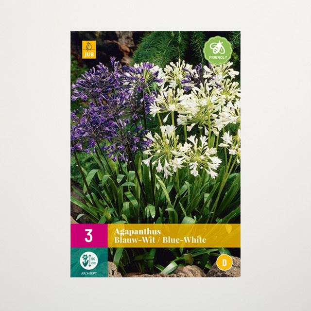 Agapanthus Zwiebeln in Blau und Weiß für Terrasse und Balkon, 3 Stück - Bild 1