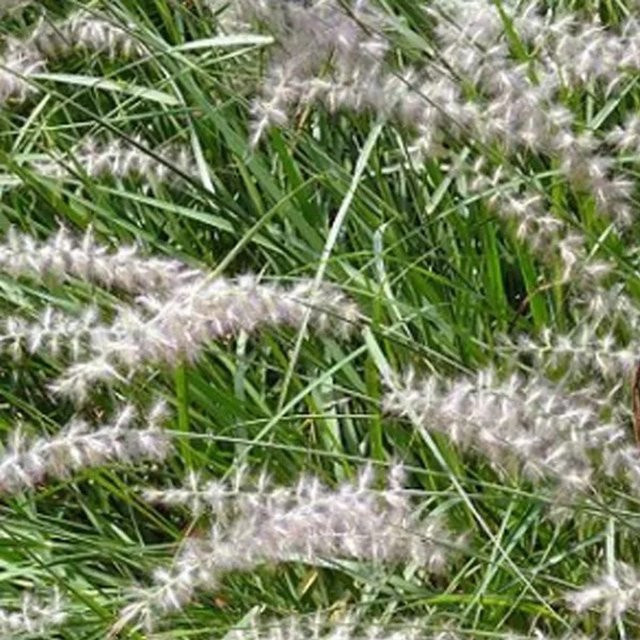 6er Set Arborix Federborstengras Karley Rose Pennisetum orientale mit rosa Blütenähren im 9cm Topf - Bild 1