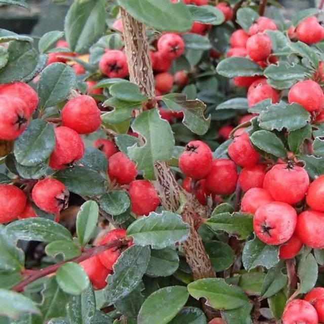 Arborix Teppichmispel Coral Beauty Cotoneaster suecicus mit dunkelgrünem Laub im Container - Bild 1