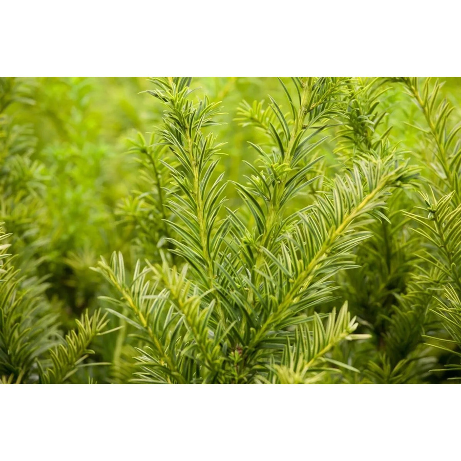 Taxus baccata Semperaurea Eibenstrauch als Heckenpflanze in Gelb und Grün, Höhe: 40 cm - Bild 2