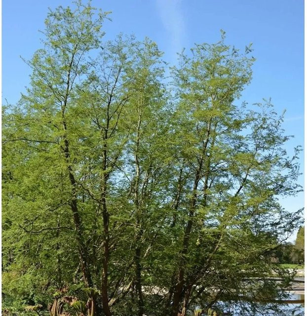 Antarktische Scheinbuche Nothofagus antarctica für deinen Garten, Höhe: 100-125 cm - Bild 1