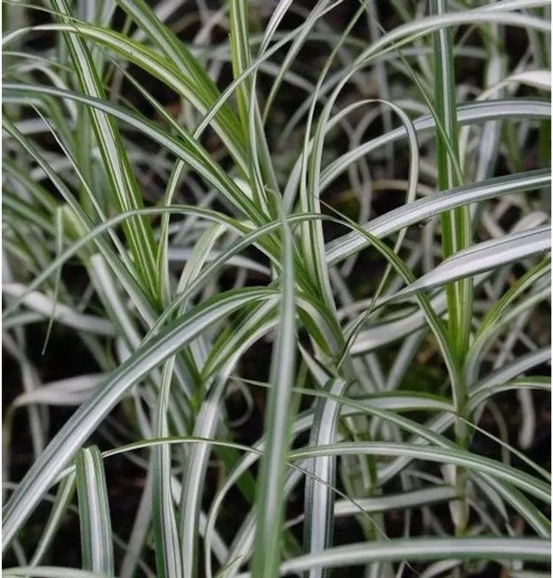 Palmwedelsegge Carex muskingumensis grüne Staude von Nr-01.de - Bild 1