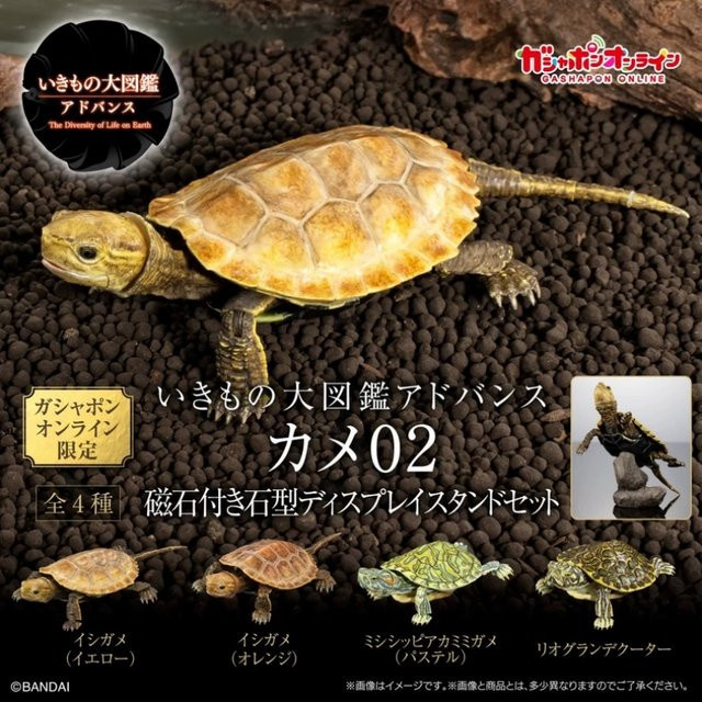 Bandai Biologische Enzyklopädie Gashapon Schildkröte, Modell Tiere - Bild 1