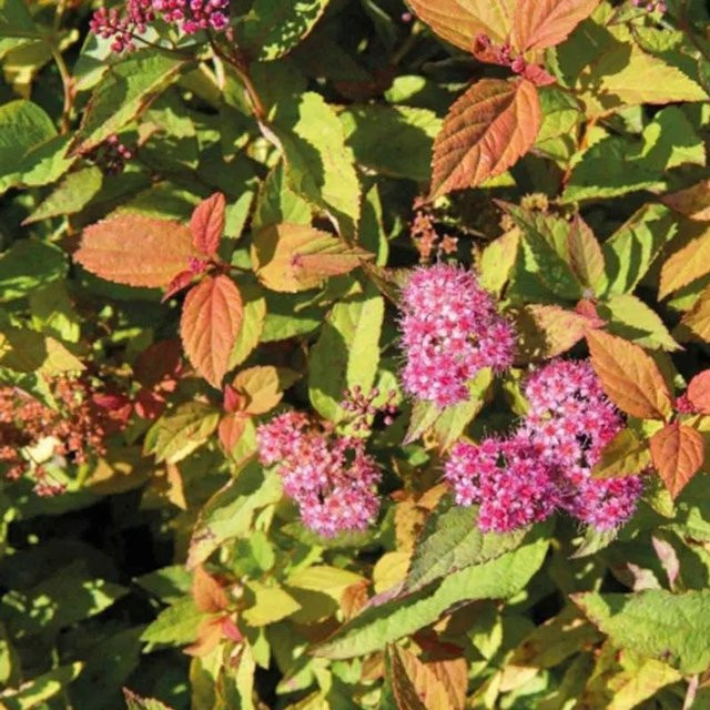 Arborix Sommerspiere Firelight Spiraea japonica mit Herbstfärbung in Rot und Pink im Container - Bild 1