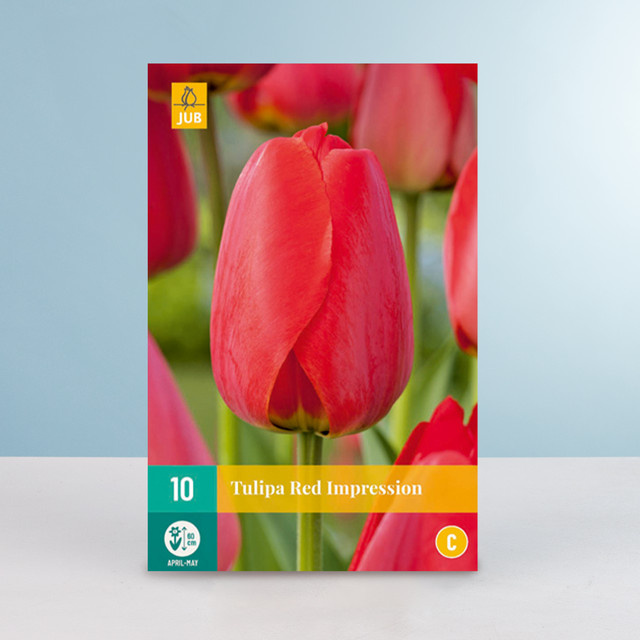 Darwin-Hybrid-Tulpe Red Impression von BLUME2000, 10 Zwiebeln - Bild 1