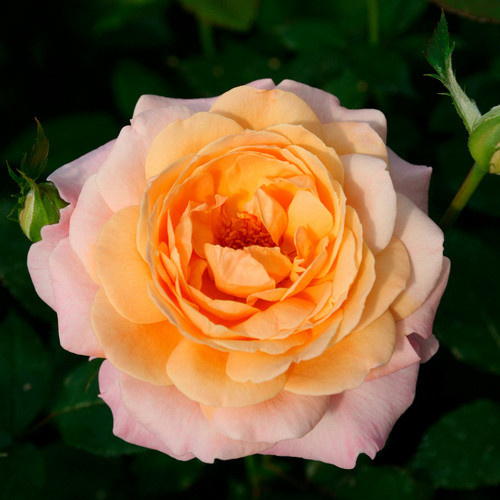KORDES ROSEN Edelrose Grossherzogin Luise in Rosa mit apricotfarbenen gefüllten Blüten - Bild 2
