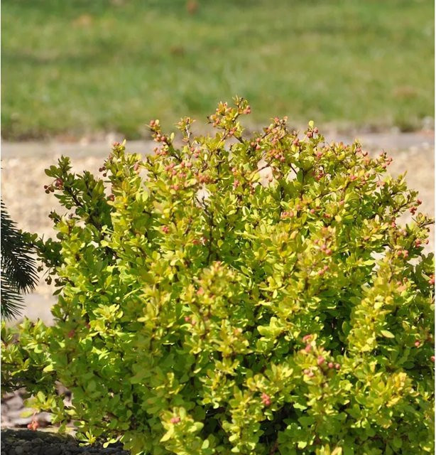 Berberis thunbergii Golden Nugget Zwergstrauch in Goldgelb, Höhe: 10-15 cm - Bild 1
