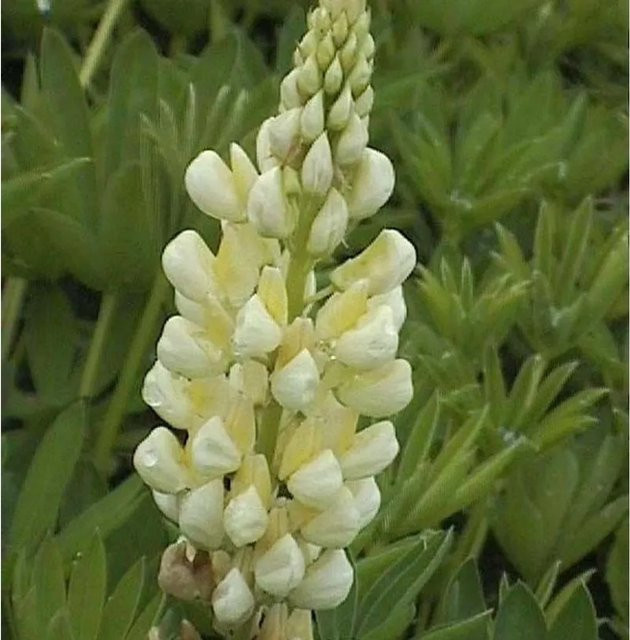 Strauchlupine Albiflorus Lupinus arboreus in Weiß für den Garten - Bild 1