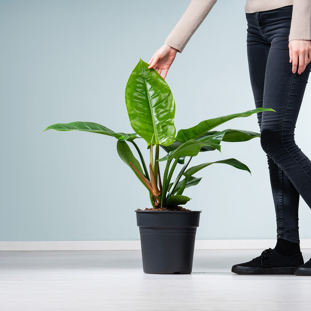 Philodendron erubescens von BLUME2000, grüne Zimmerpflanze mit herzförmigen Blättern - Bild 1