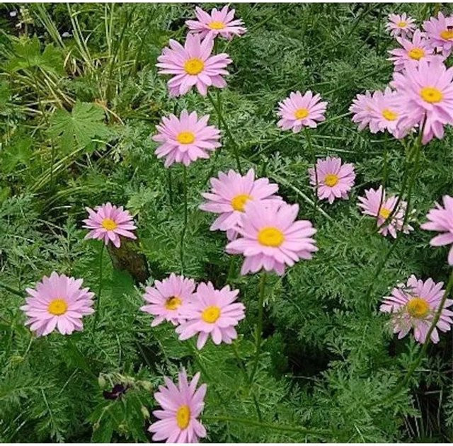 Bunte Margerite Robisons rosa Tanacetum coccineum als mehrjährige Schnittstaude für deinen Garten - Bild 1