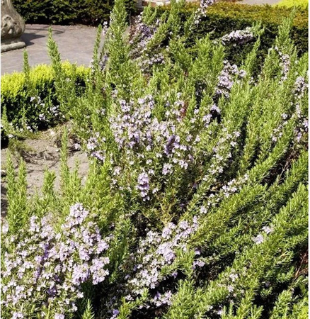 Rosmarinus officinalis Rosmarin Prostratus als grüner Halbstrauch im Topf von Nr-01.de