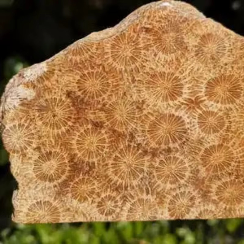 CrystalHola Korallen-Jade-Platte in Braun mit abstrakten Mustern und unregelmäßiger Freiform für Schmuckherstellung - Bild 2