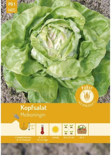 Pabst Keimkraft Kopfsalat Meikoningin Saatgut für Frühbeet und Gewächshaus - Bild 1