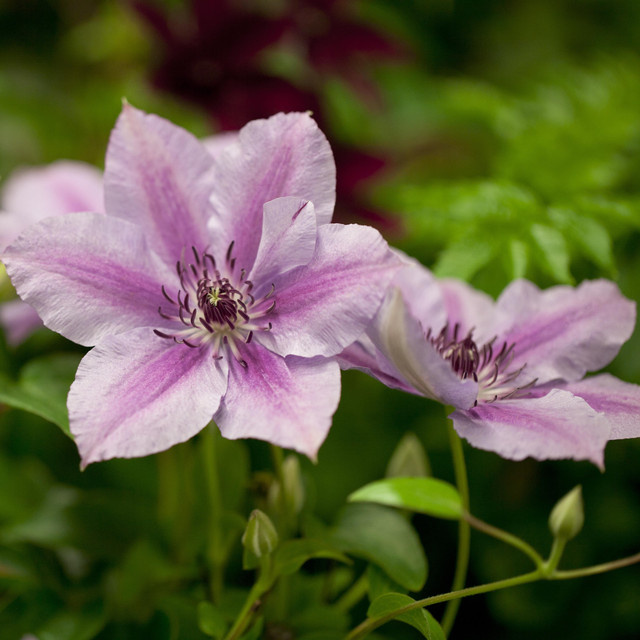 Clematis Nelly Moser Kletterpflanze von BLUME2000 - Bild 1