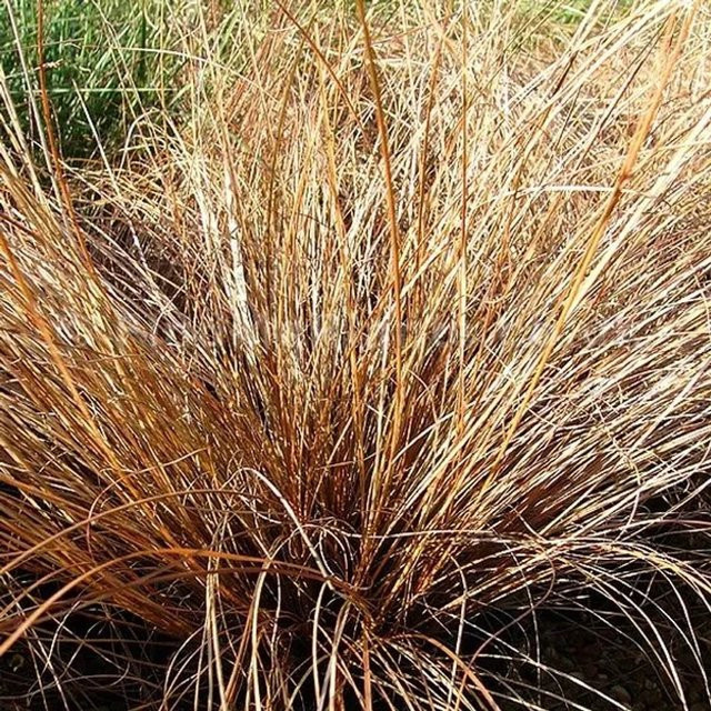 6er Set Arborix Carex comans Segge in Bronze Form im 9cm Topf mit bronzegrünem Laub - Bild 1