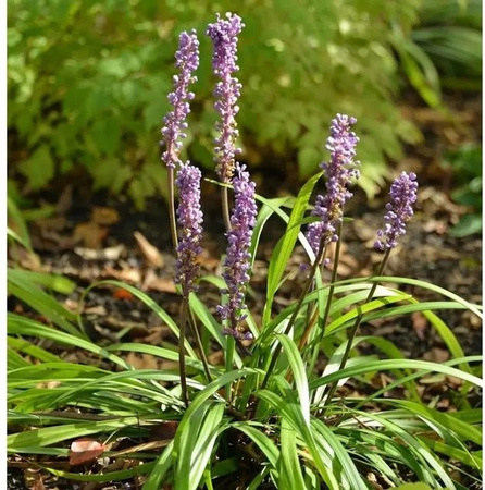 Liriope muscaria Lilientraube als lila Bodendecker und Stauden für den Außenbereich von Nr-01.de