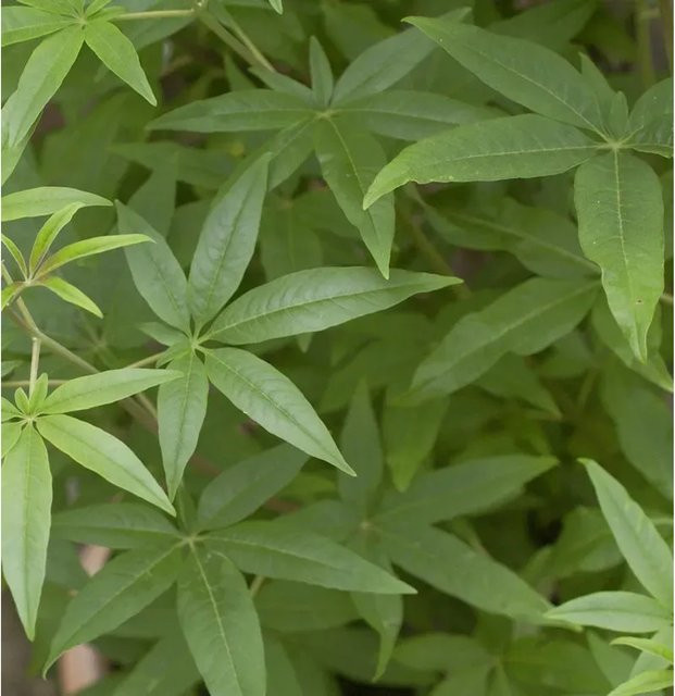 Weisser Mönchspfeffer Vitex agnus castus Strauch für den Garten, Höhe: 30-40 cm - Bild 1