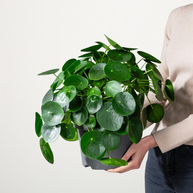 Pilea Peperomioides Pflanze von BLUME2000 in Grün, rund, Höhe: 50 cm, Breite: 40 cm, Tiefe: 50 cm - Bild 1
