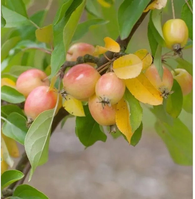 Zierapfel John Downie Malus Hybride mit weißen Blüten, Höhe: 100-125 cm - Bild 1
