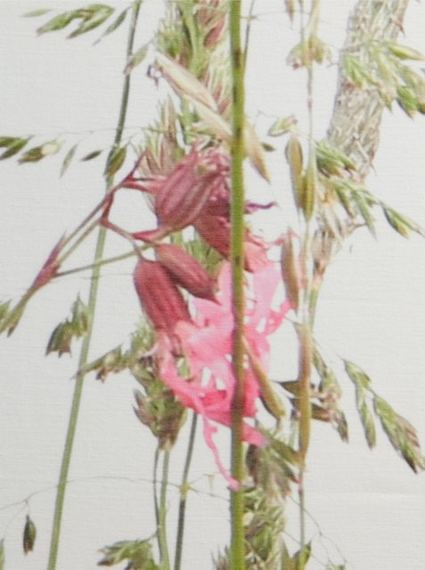 Dekoschale Heine Home in Weiß mit floralem Gräser-Print aus Polyester - Bild 1
