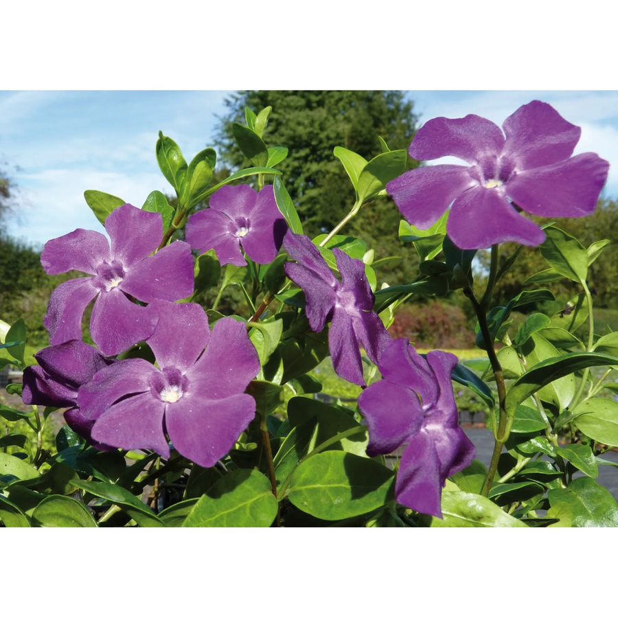 Vinca minor Immergrün Atropurpurea Rotviolett Bodendecker im Topf mit Ø 9 cm - Bild 2