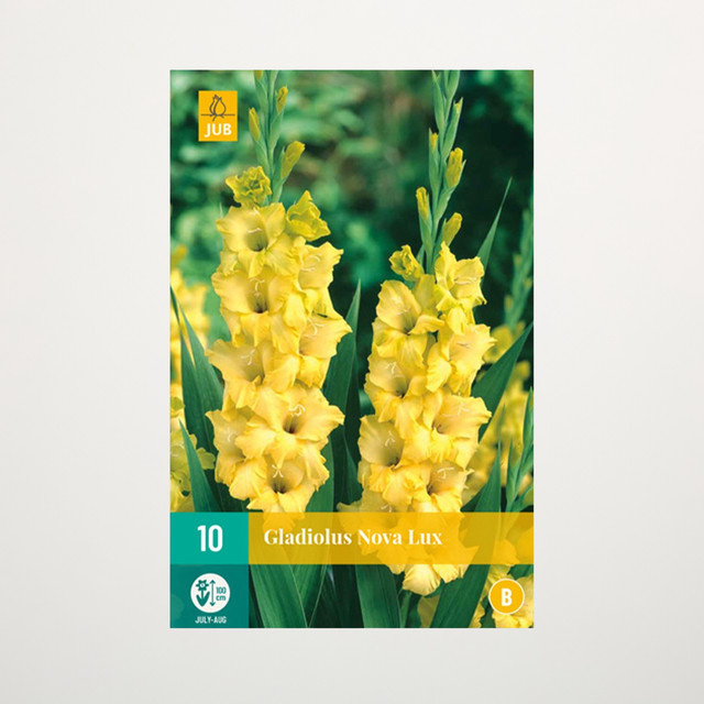 Gladiole Nova Lux von BLUME2000 mit 10 Knollen für Gartenbeete, Kübel, Balkon oder Terrasse - Bild 1