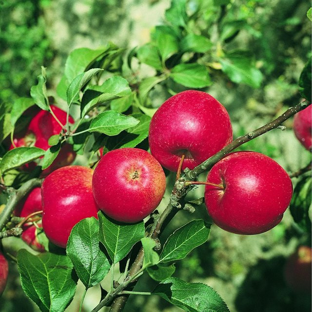 Apfelbaum Rewena Malus domestica in Rot und Grün, Höhe: 100 - 120 cm - Bild 1