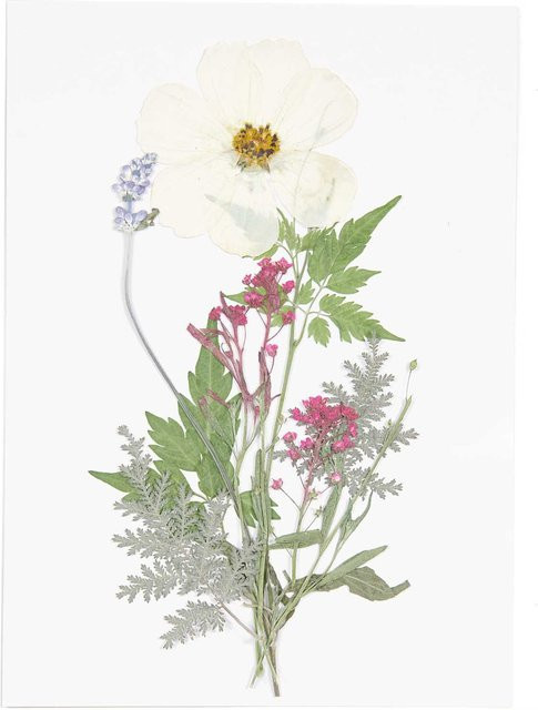 Rico Design Gepresste Blüten Mix Set in Weiß und Violett mit 7 Stück - Bild 1