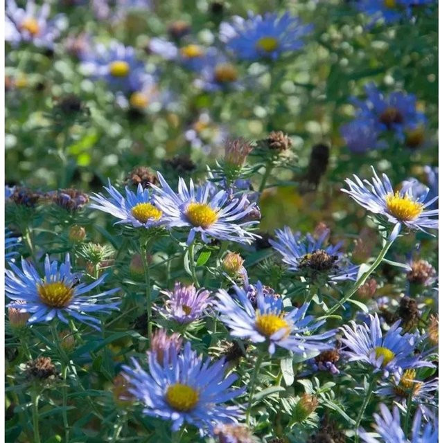 Garten-Aster October Skies Aster oblongifolius in Lila als mehrjährige Pflanze für den Außenbereich - Bild 1