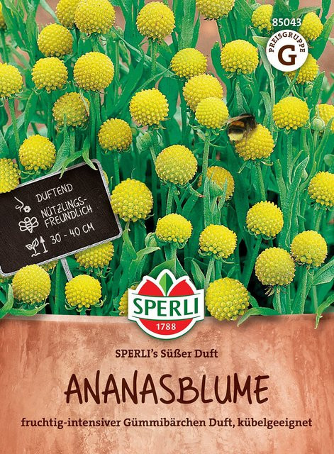 SPERLI Ananasblumen-Samen Süßer Duft, bunt - Bild 1