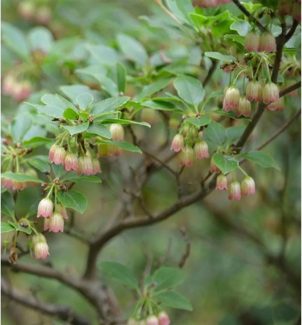 Enkianthus campanulatus Prachtglocke Wallaby rosa Zierstrauch - Bild 1