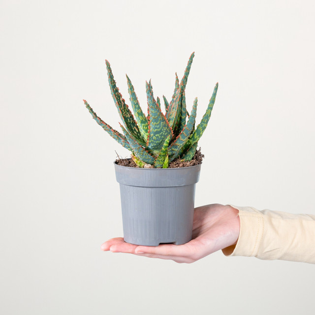 Aloe zebrina Sukkulente von BLUME2000, gestreifte Rosettenpflanze in Grün und Pink - Bild 1
